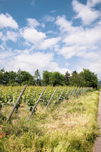 Lade das Bild in den Galerie-Viewer, Rebstockpatenschaft im Gimmeldinger Kapellenberg