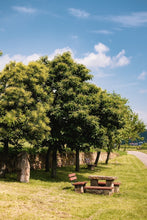 Lade das Bild in den Galerie-Viewer, Rebstockpatenschaft im Gimmeldinger Kapellenberg